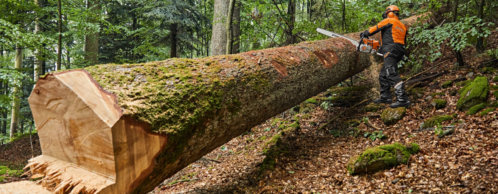 Stihl MS 881 - The world's most powerful production chainsaw